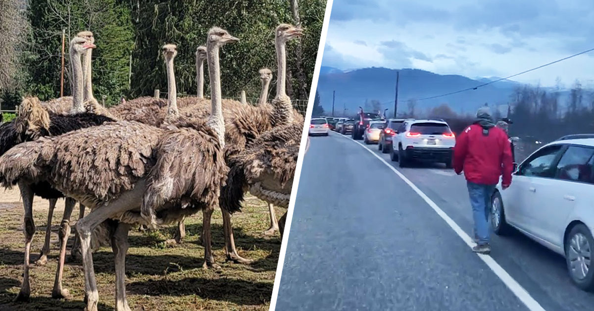 BREAKING: RCMP blocks supporters from B.C. ostrich farm amid cull fears