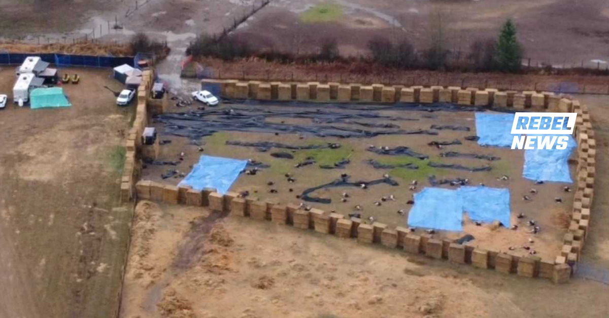 BREAKING: Rebel News confirms hundreds of ostriches dead following government cull order