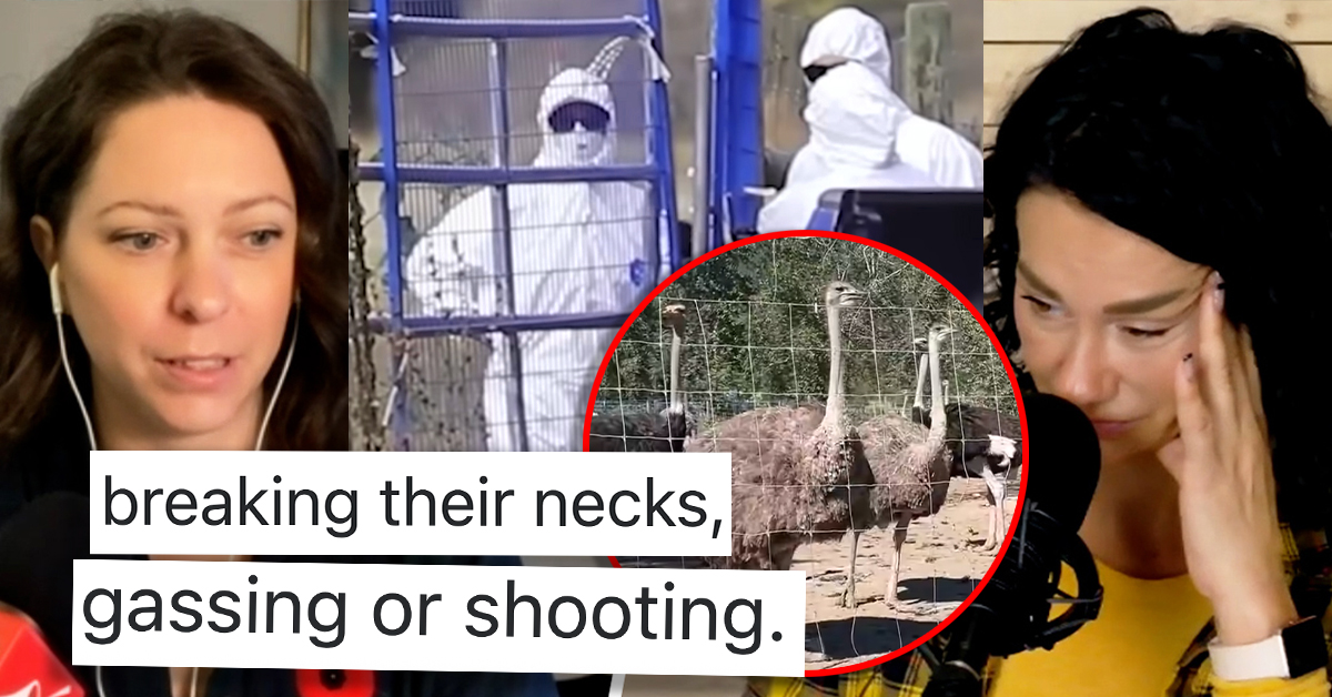 Gruesome cull manual shows feds' preferred methods after ostriches gunned down