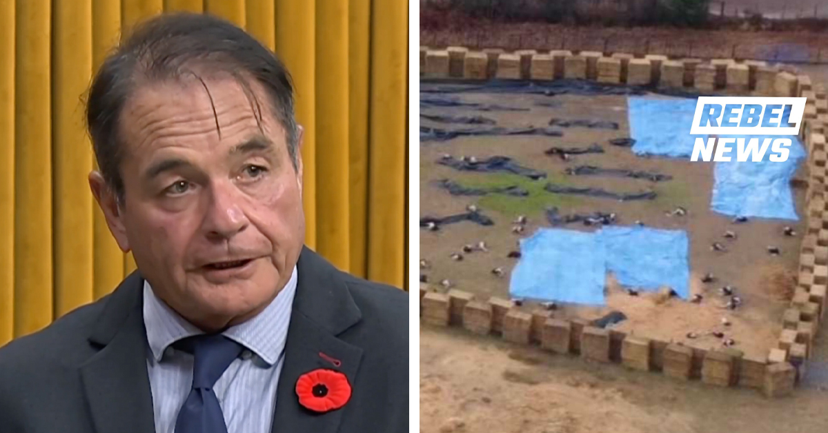 MP Scott Anderson roasts Liberal incompetence following mass ostrich cull