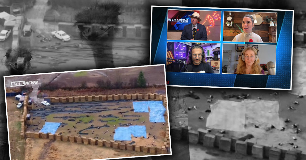 Exclusive drone footage reveals 'bloodbath' at B.C. ostrich farm