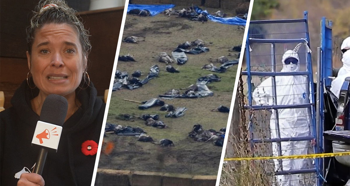 Massacre d’autruches en Colombie-Britannique : que s’est-il passé ?