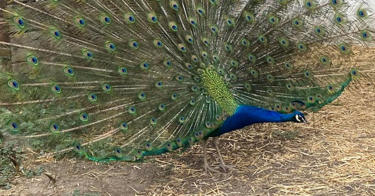 Will the Canadian Food Inspection Agency kill healthy peacocks next?