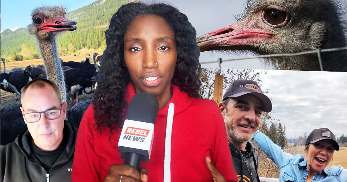 Public pushback, protests on the rise after CFIA&rsquo;s senseless ostrich slaughter