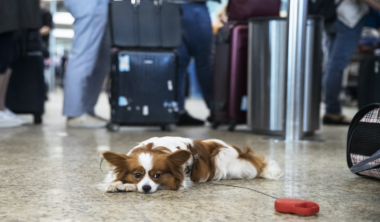 COVID ‘Detector Dogs’ to be trained to sniff for inflammation on travellers to Canada