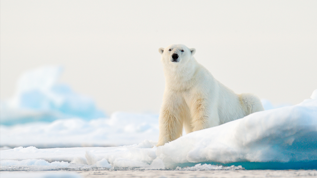 Polar Bear populations are so high in Canada's North that they are becoming problematic