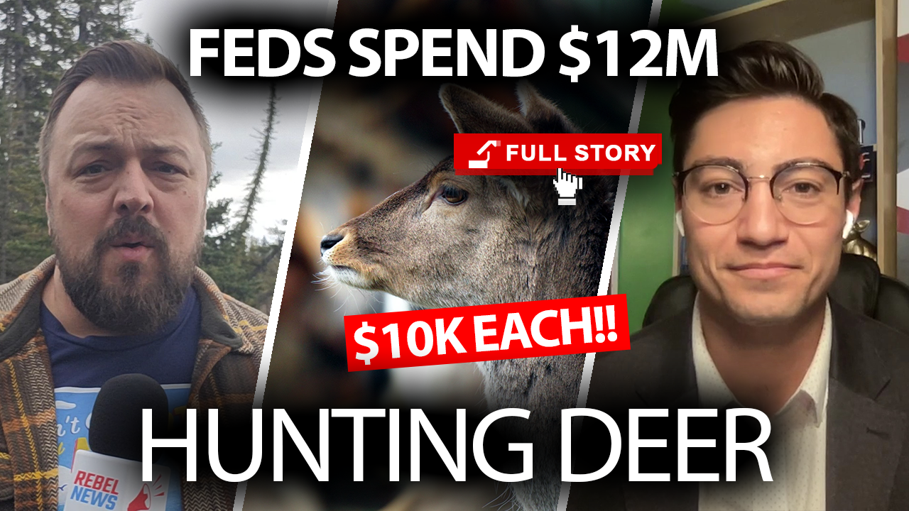 $10K to shoot a deer? Invasive species eradication project set to cost taxpayers $12M!