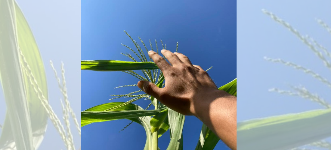 Hand Reaching towards corn tops hand reaching up towards corn stalk