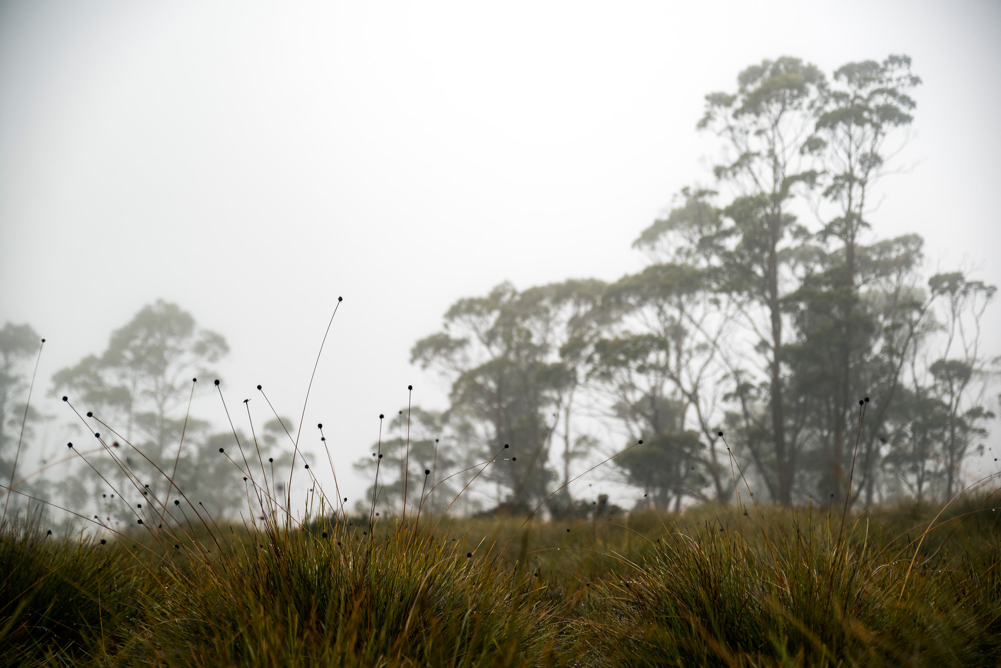 Sedges of Tasmania—hands-on identification