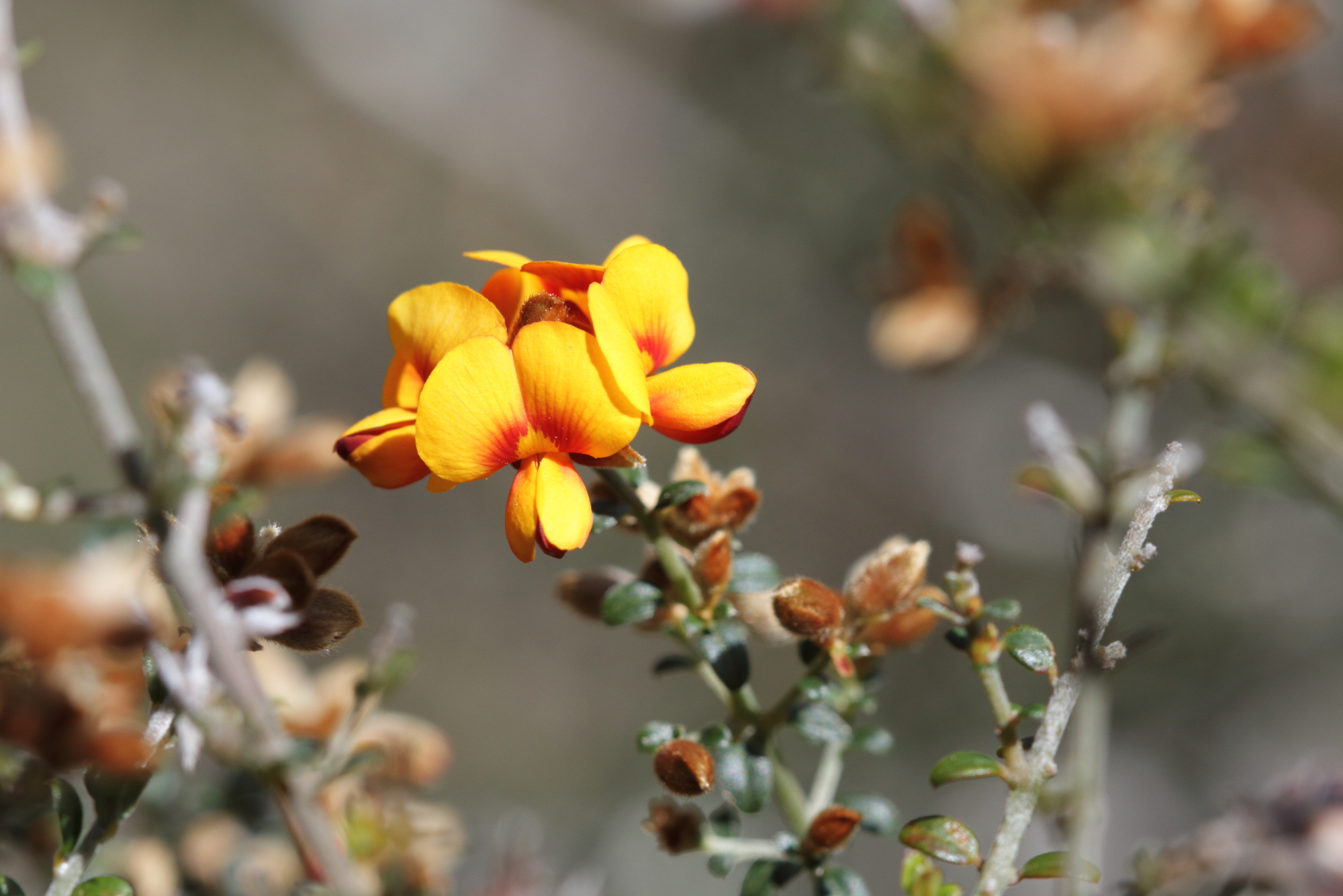 Our Committee Threatened Plants Tasmania