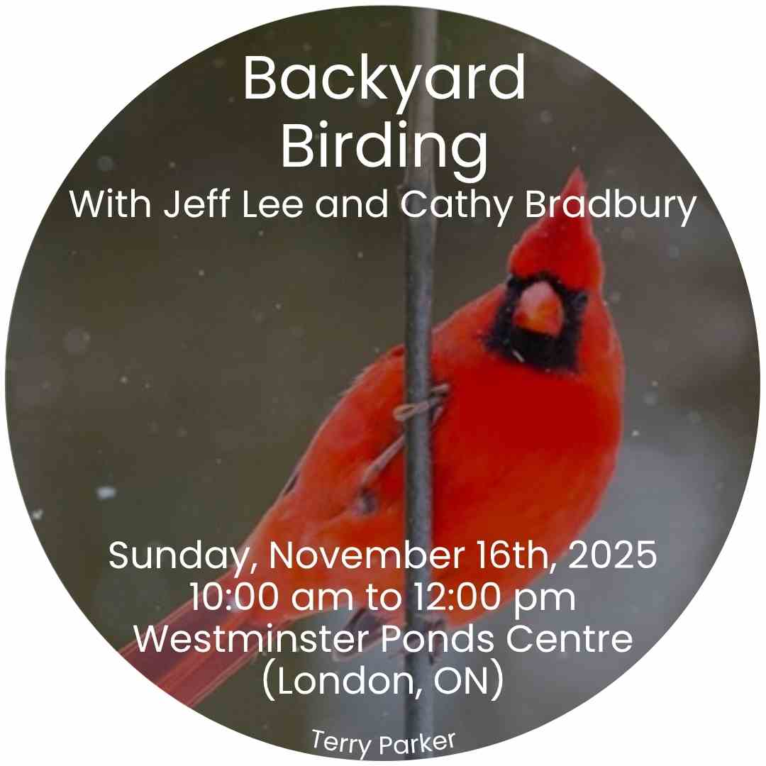Backyard Birding red male cardinal perches on vertical twig and looks at camera