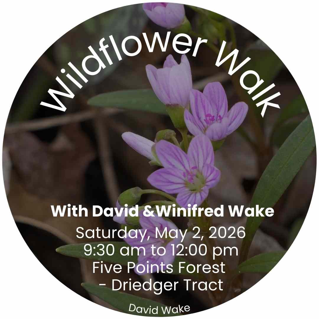Wildflower Walk