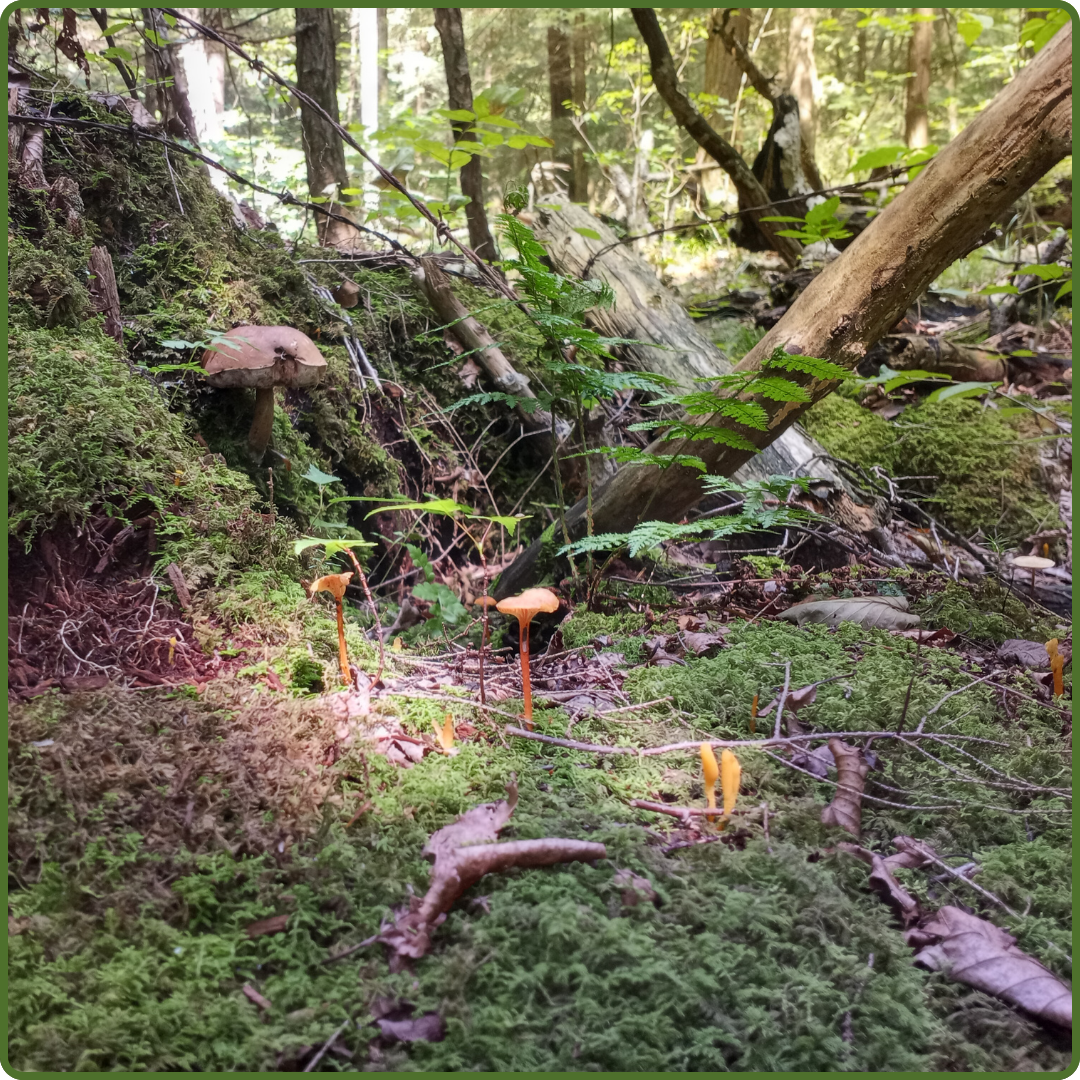 Ross's Woods by Daria Koscinski