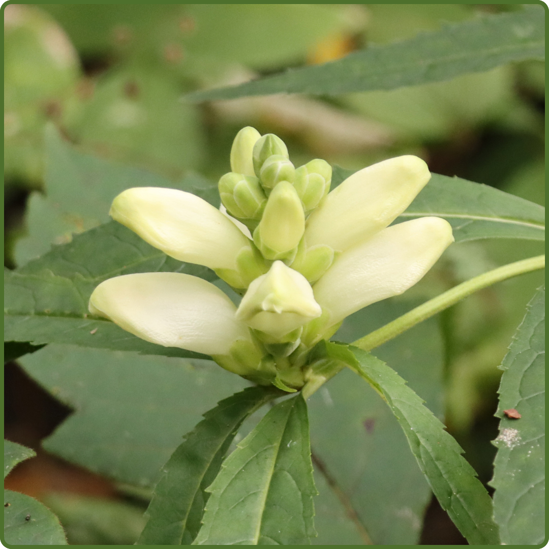 Sitler Woods by David Wake