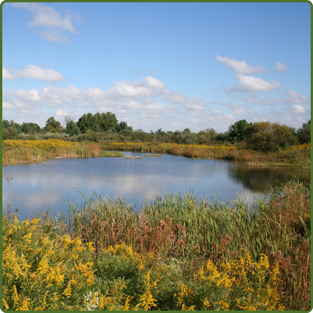 MeadowWoods by Stan Caveney