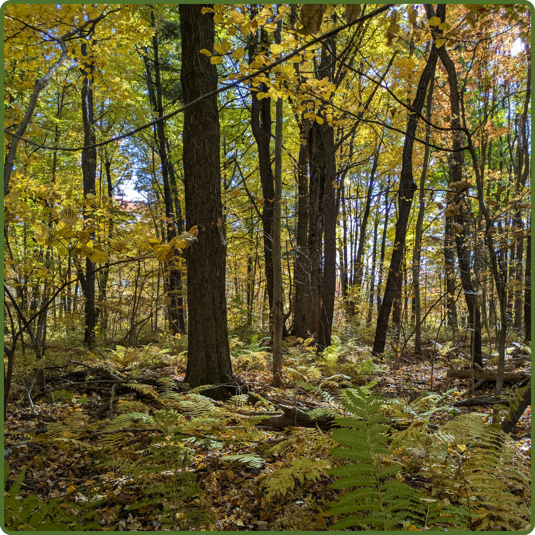 Wachner Nature Preserve by Payton Landsborough