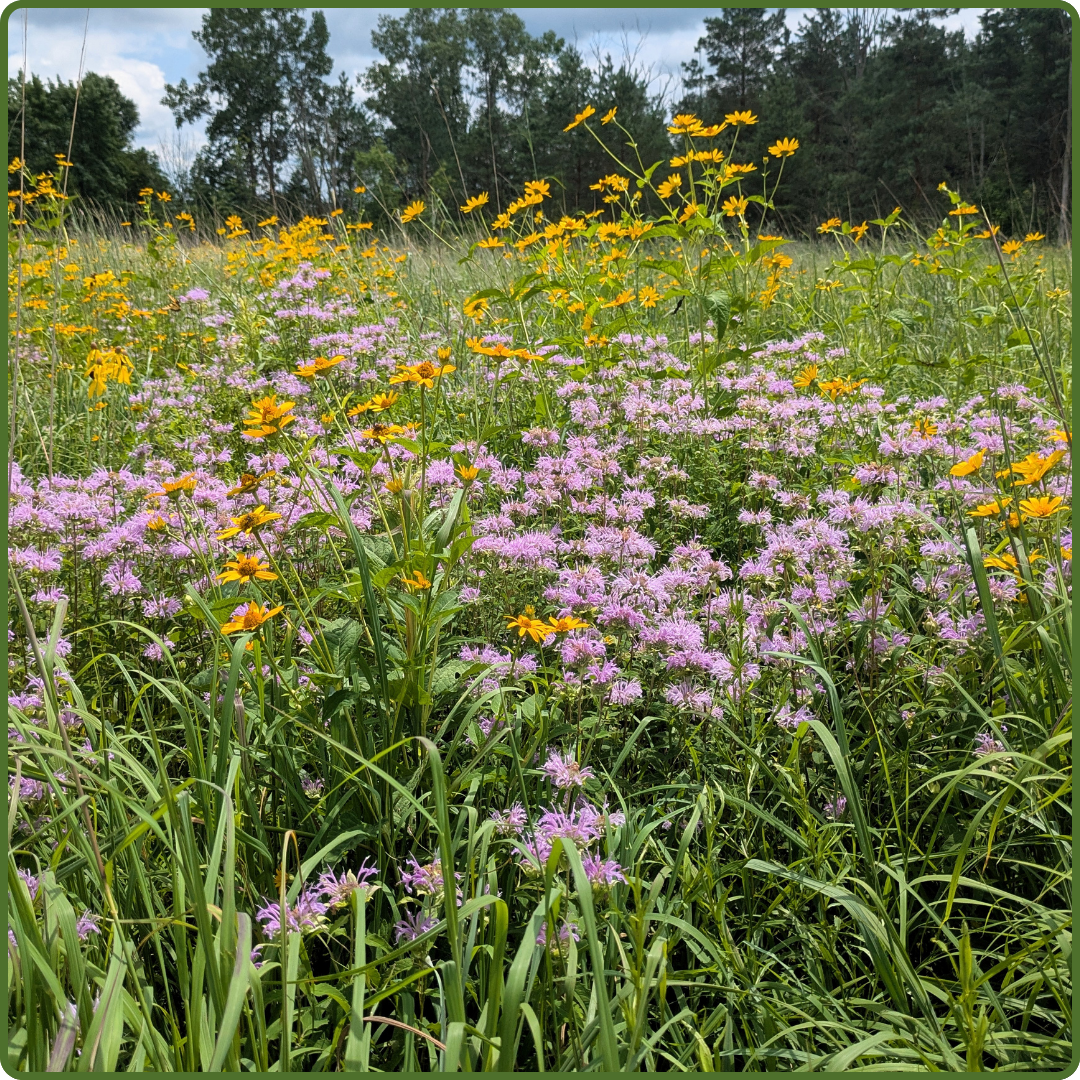 Deer Haveb by Payton Landsborough