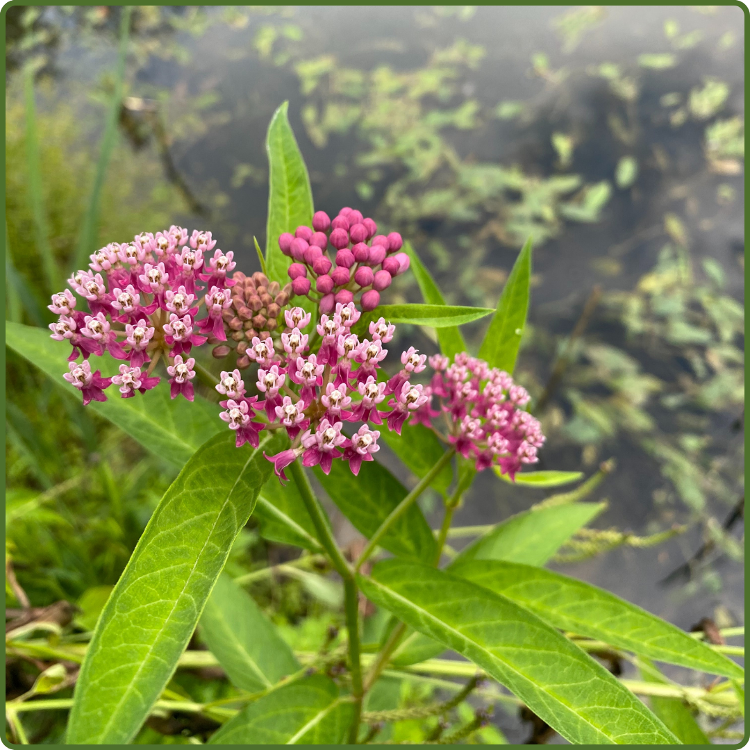 Ridgeview Wetlands by Ellise Proctor