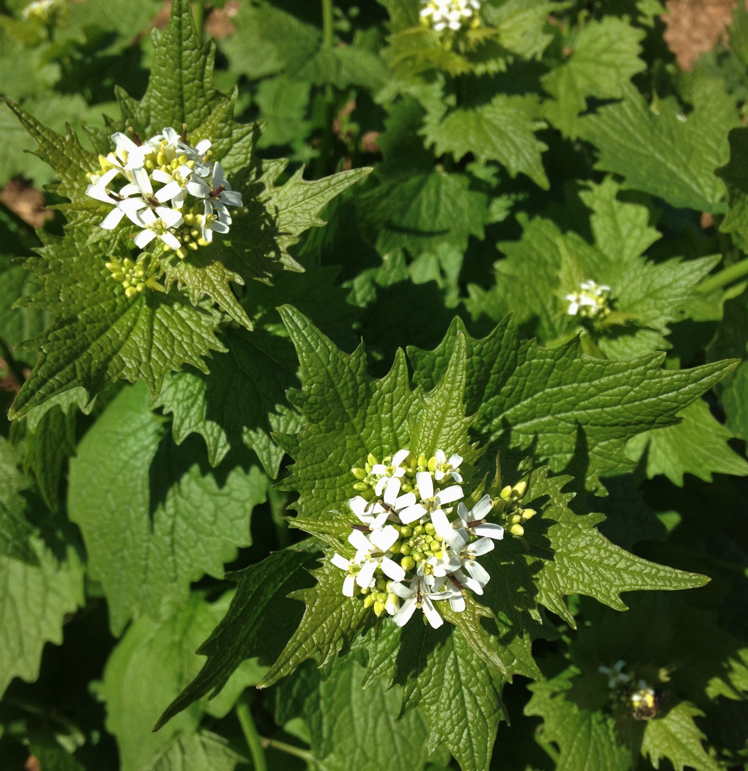Volunteer Event Garlic Mustard Pull Thames Talbot Land Trust
