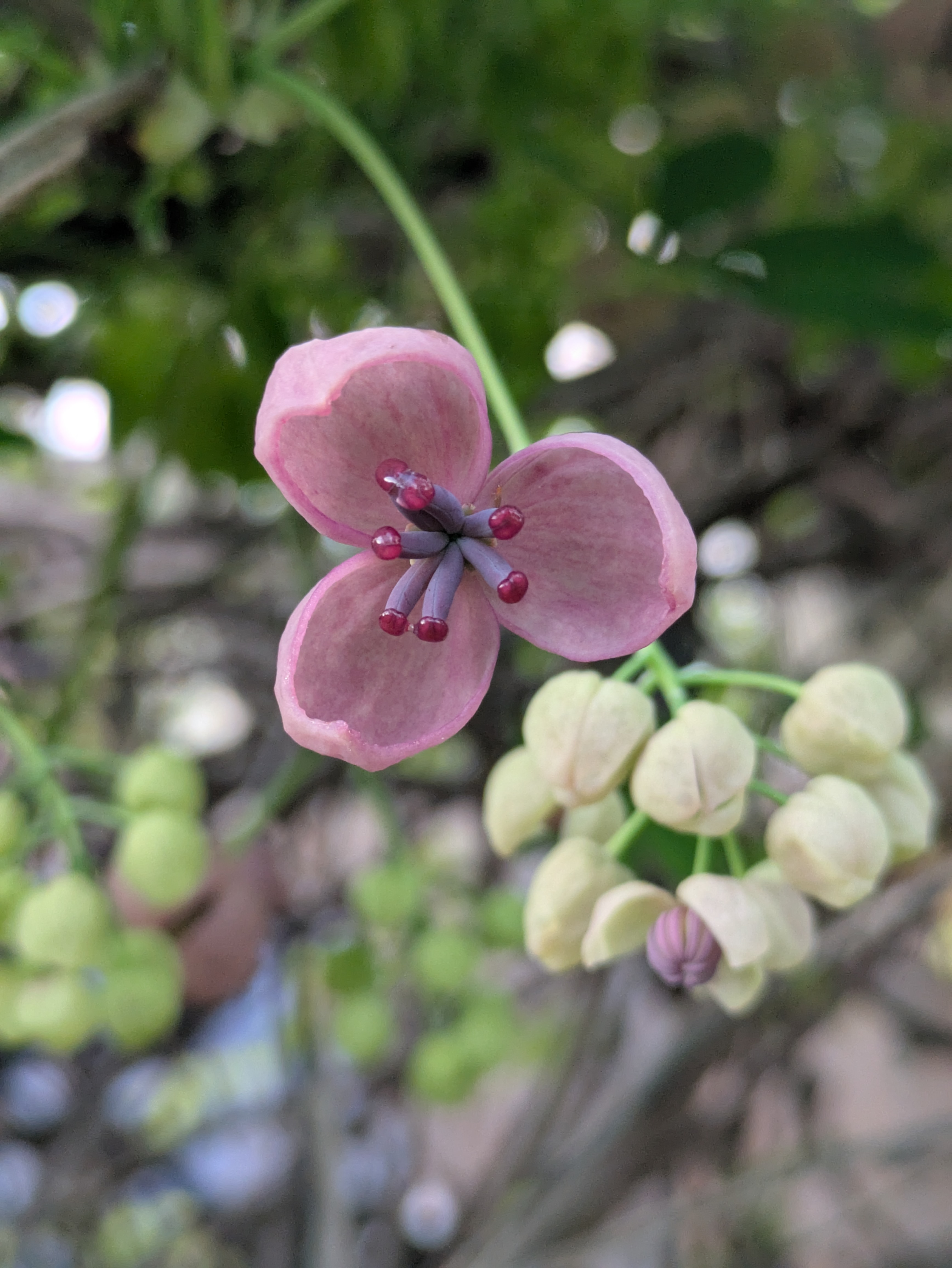 Chocolate Vine male and female flowers