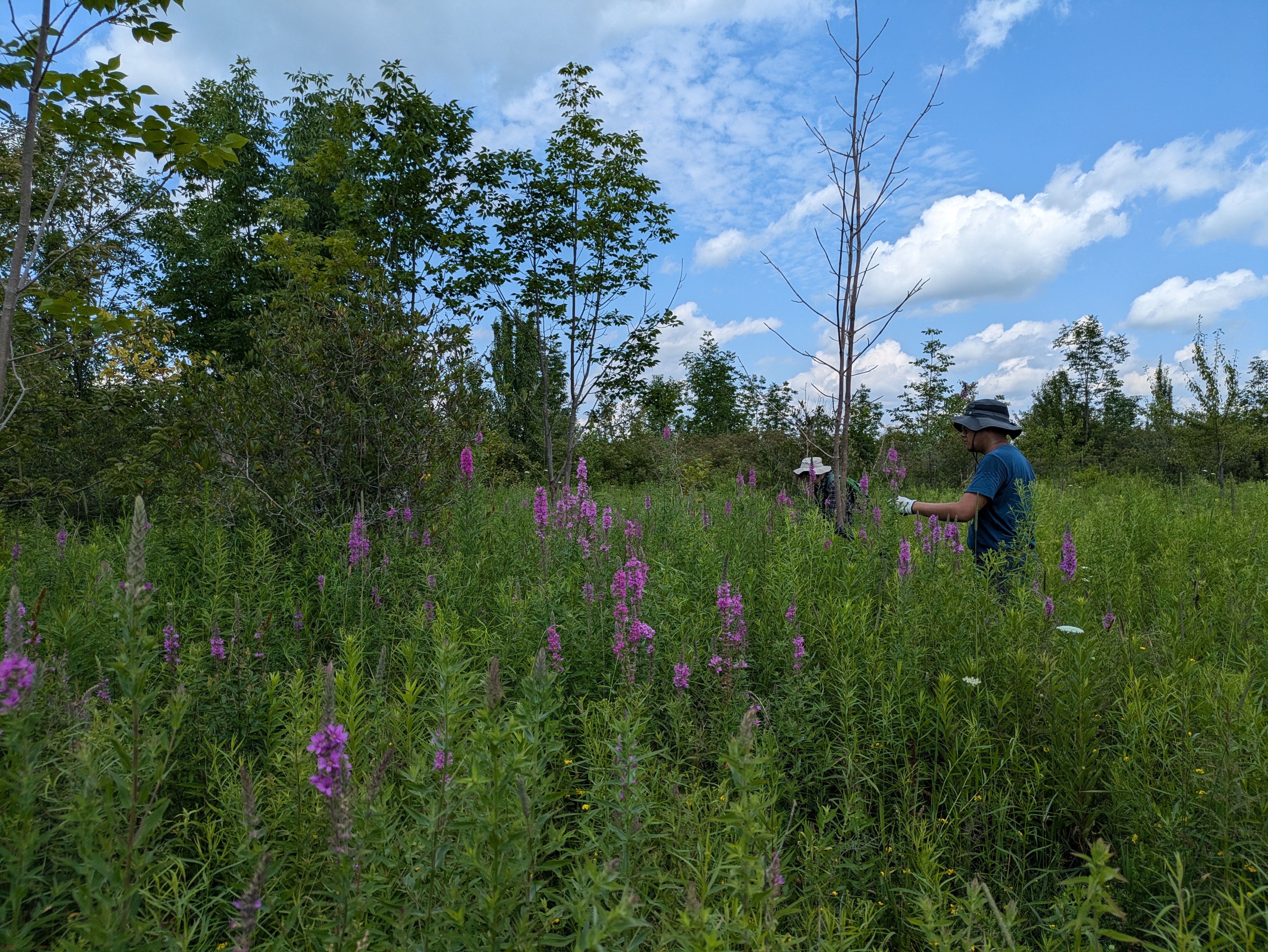 Aidan Yuen & Fae Mills Cutting Purple Loosestrife Before, Newport Forest, Payton Landsborough 