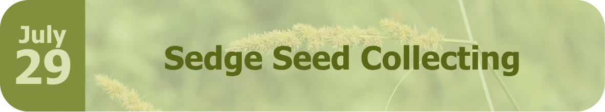 Sedge Seed Collecting Banner and Date for event