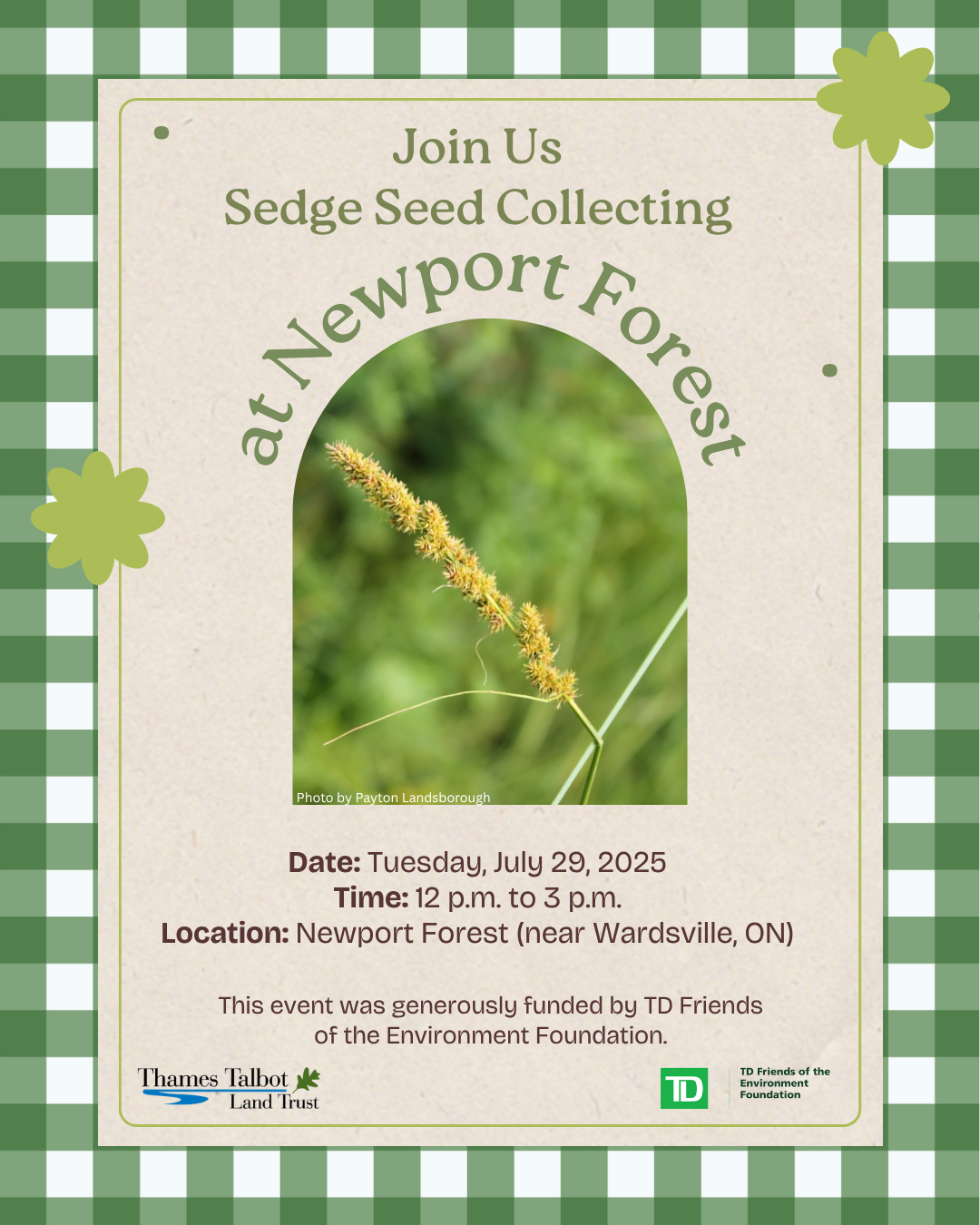 Promotional graphic for sedge seed collection volunteer opportunity happening on Tuesday, July 29, 2025 between 12:00 P.M. to 3:00 P.M.