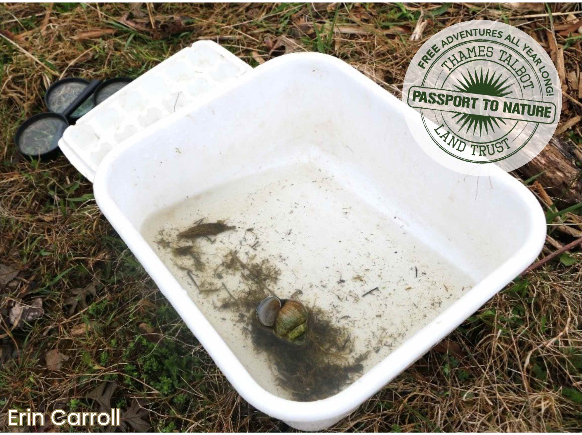 Aquatic Adventures image - snail in a white tub with water and pond weeds, tub is on grass with a black rimmed magnifying glass beside it