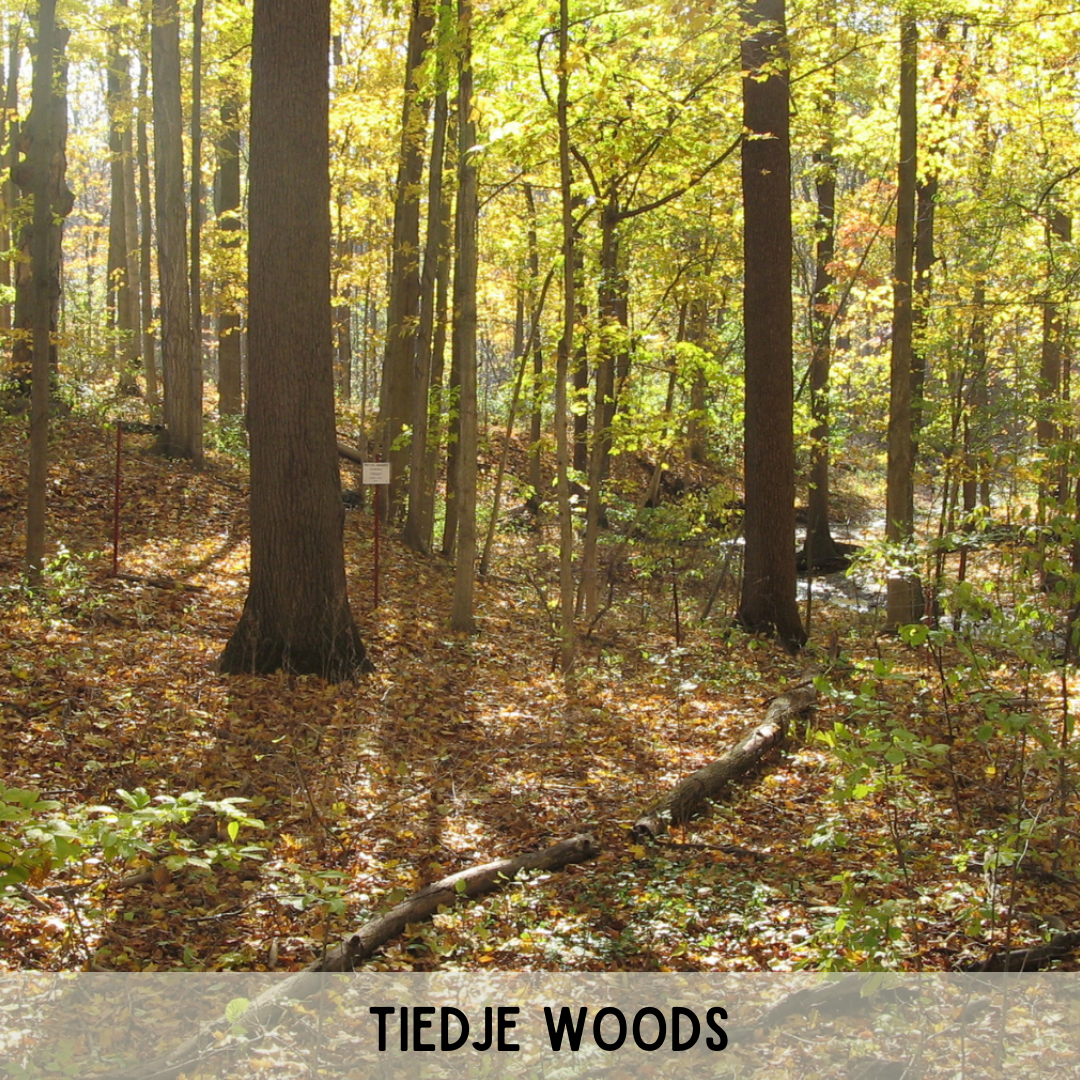 Tiedje Woods