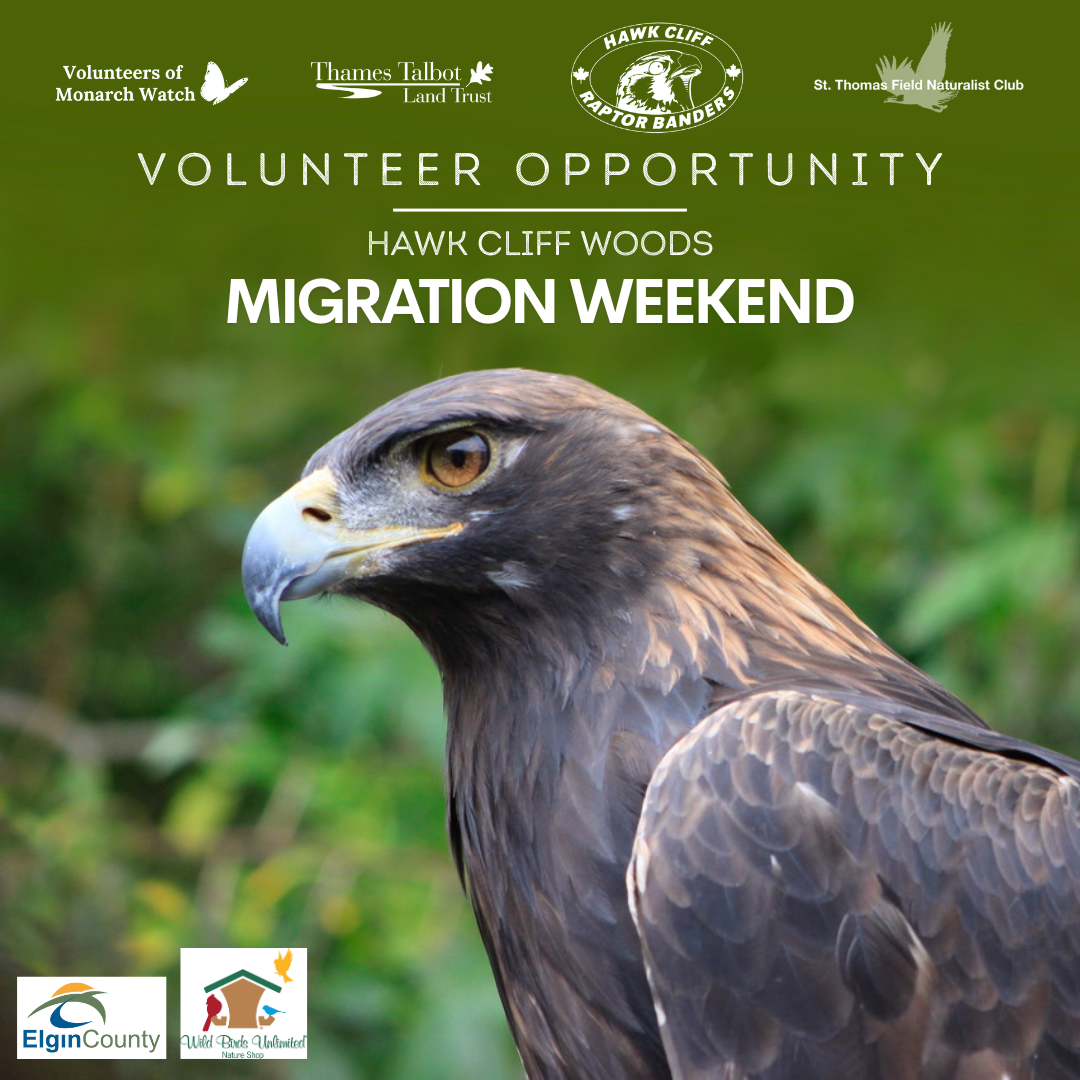 Hawk Cliff Woods Migration Weekend - Call for Volunteers
