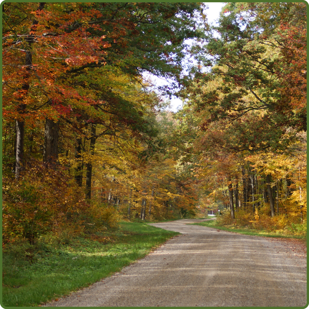 Beryl Ivey Woods by Sheila McCahon