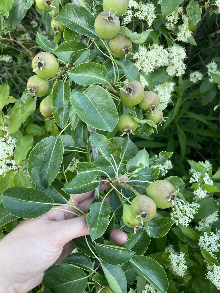 Volunteer Opportunity: Common Pear Removal - Thames Talbot Land Trust