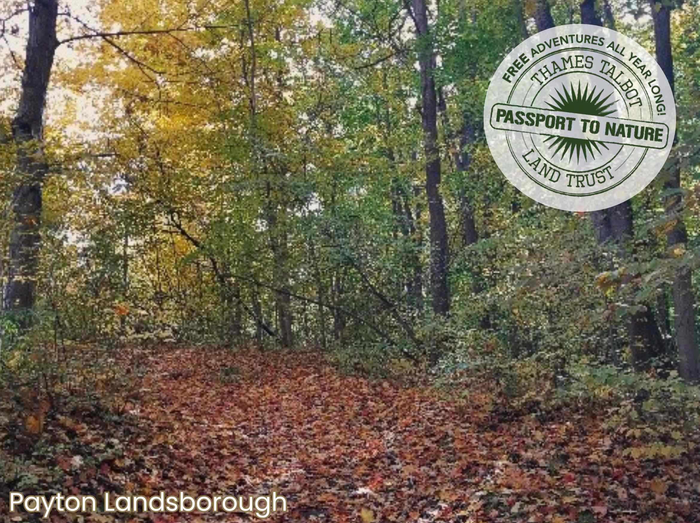 wide leaf covered trail turning slightly to the left with orange and yellow leaved trees lining the trail. 
