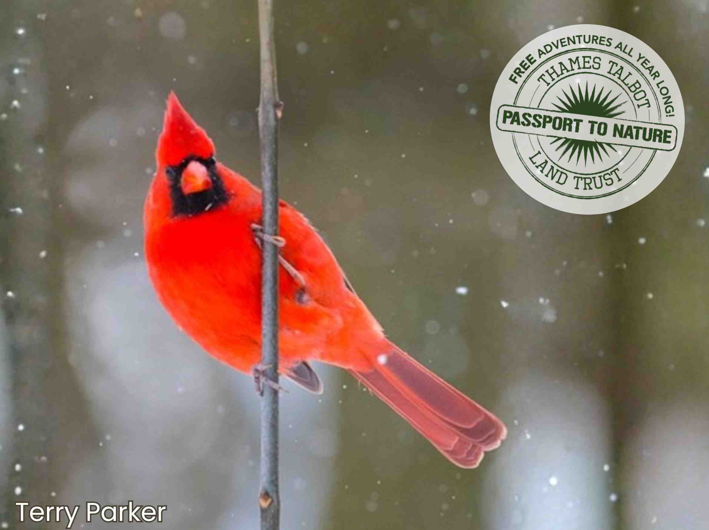 red male cardinal grips perches on vertical twig and looks at camera