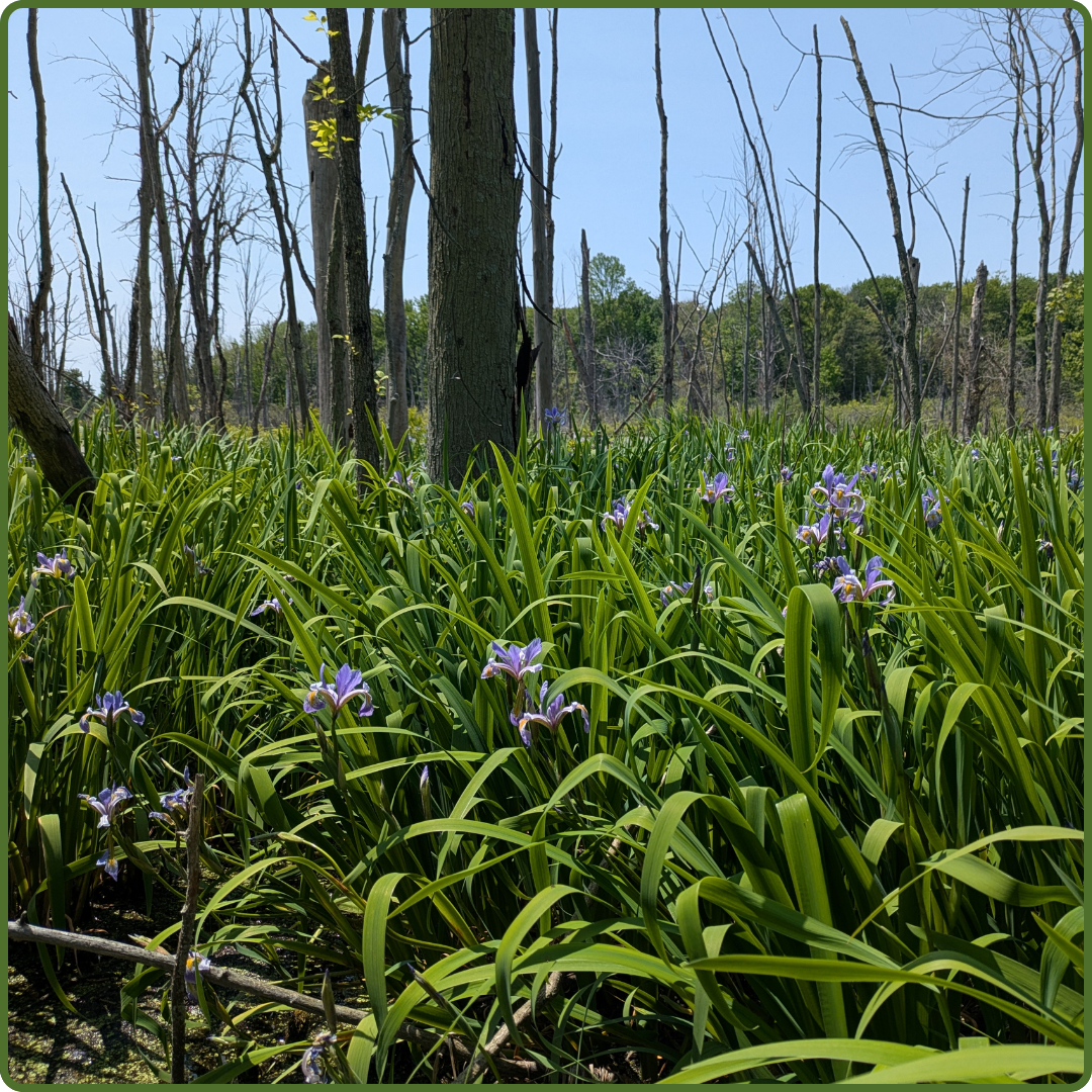 Gillies Nature Tract by Payton Landsborough