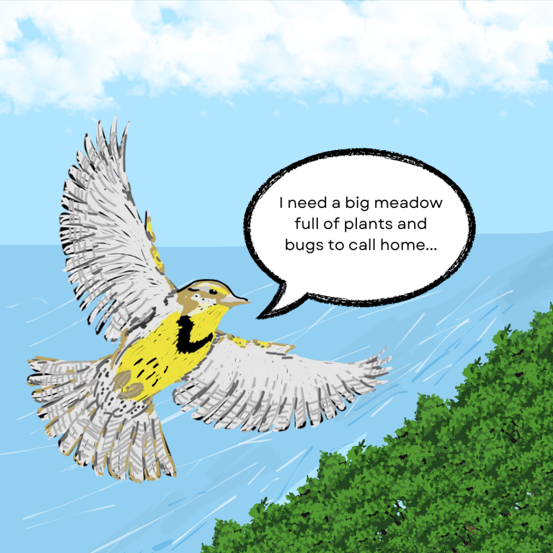 An Eastern Meadowlark, with a yellow and black bellow and brown and grey feathers, flies through the sky over water and trees. A speech bubble reads \