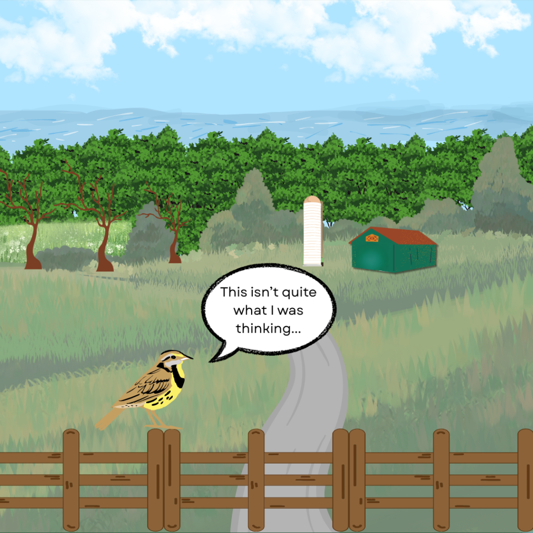 The Eastern MEadowlark now rests ona brown fence in the foreground. The background is a sweeping grassland, lack nay colour or flowers, and has a green and red barn and silver silo. There is a green forest and blue sky in the very back.