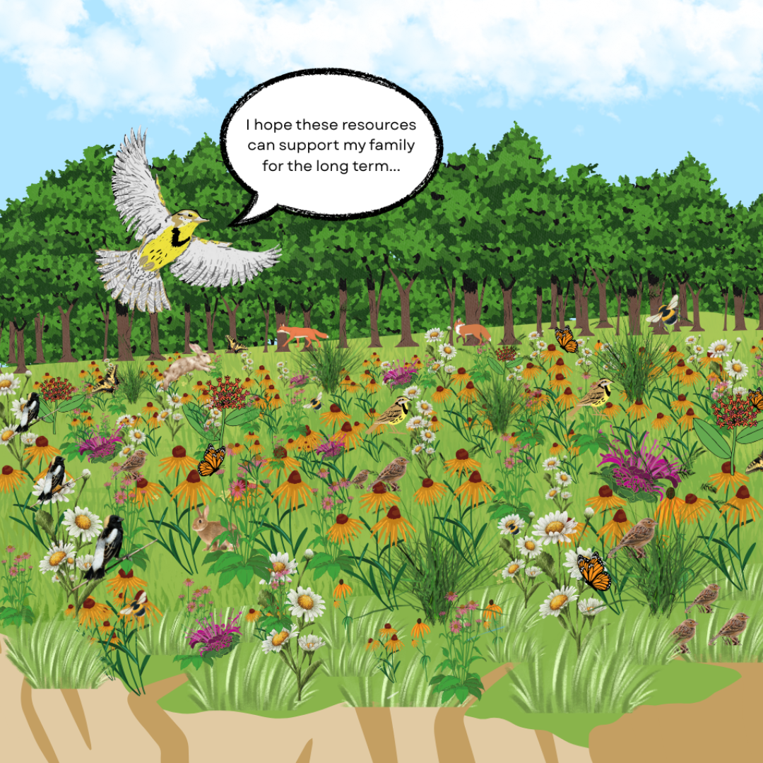 The Eastern Meadowlark flies overtop a meadow densely filled with a variety of colourful flowers and grasses. Many animals are in the meadow, including other bird species, butterflies, rabbits, and foxes. The Meadowlark speaks \