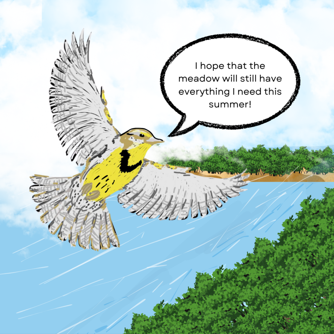 An Eastern Meadowlark, with a yellow and black chest and brown and grey feathers, flies through the sky over water and trees. A speech bubble reads \