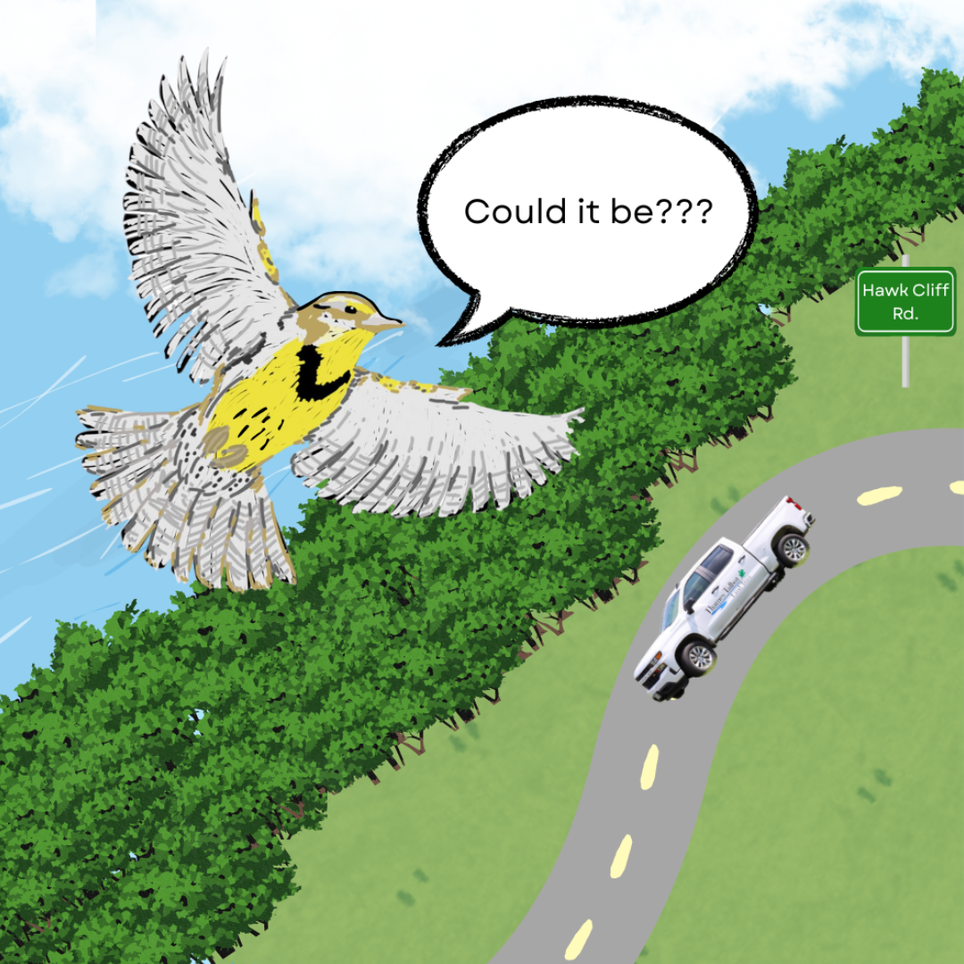 An Eastern Meadowlark, with a yellow and black chest and brown and grey feathers, flies above a grey road alongside trees and a lake. A white truck is on the road, and a speech bubble reads \