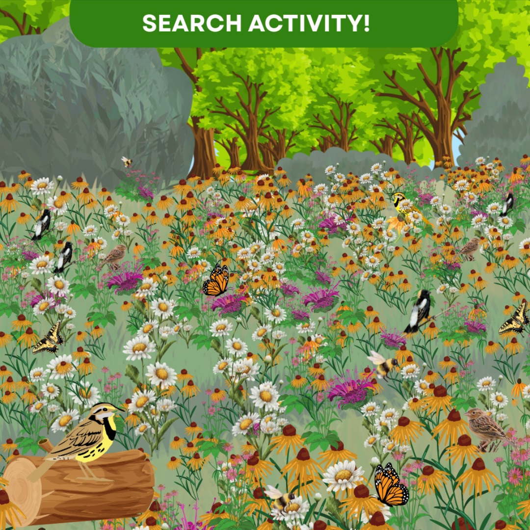 The Eastern Meadowlark sits on a brown log in the foreground. The landscape is filled with colourful flowers, and trees line the back. Many brown and black birds, varying butterflies,, and more creatures are scattered around among the flowers. Text at the top reads \