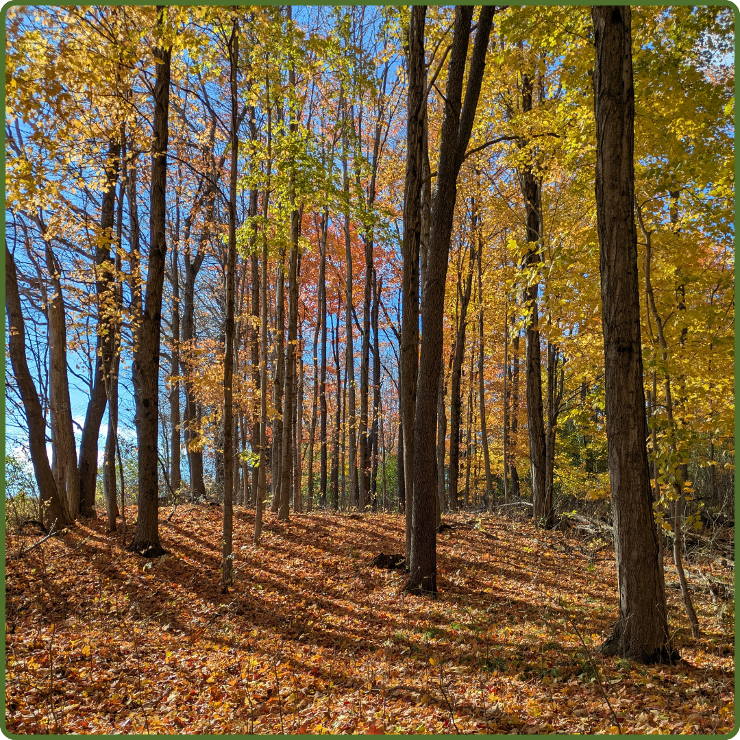 Birch Hollow by Payton Landsborough