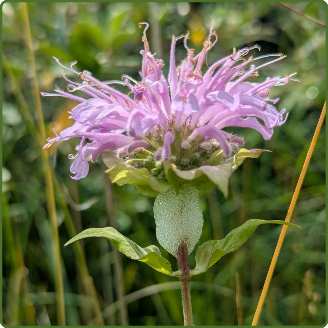 Dutton Dunwich by Nela Jankechova