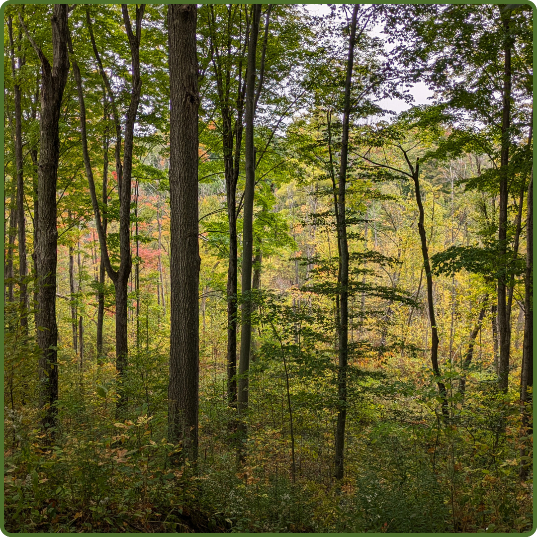 Driedger Tract by Payton Landsborough