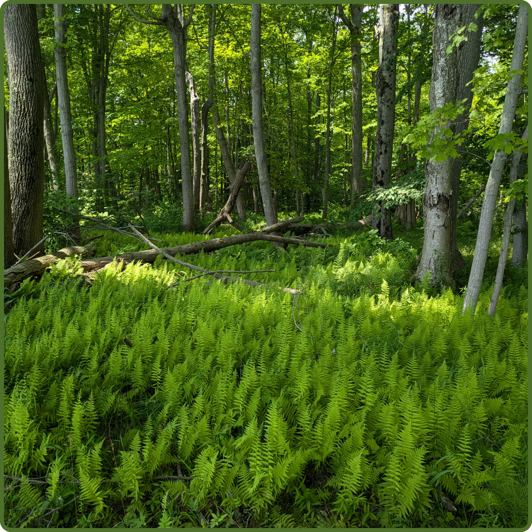 Jane Bowles Ecological Reserve by Mark Buchanan