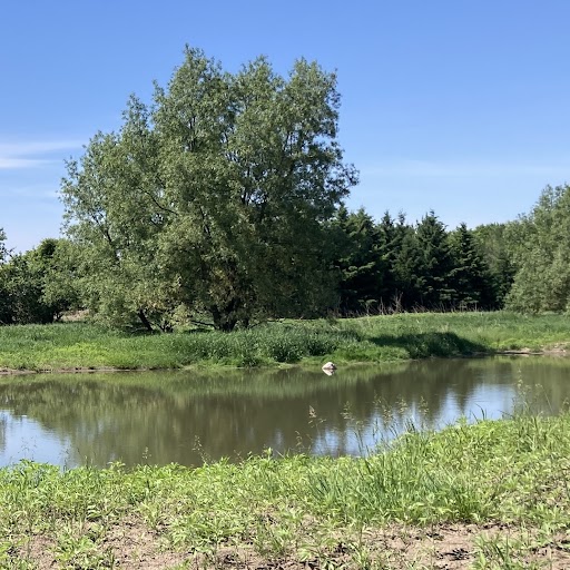 A pond and tree line at Springrush Farm