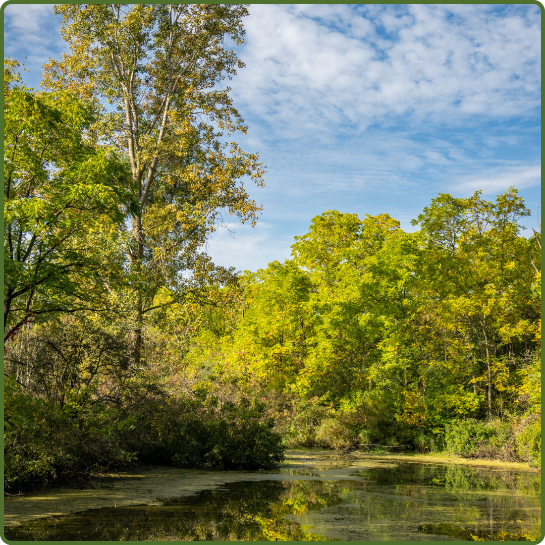 Picture of Bradshaw Conservation Lands forested and wetland area