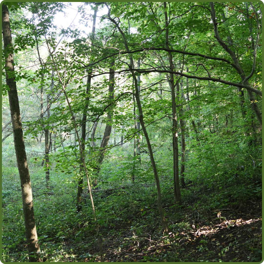 Picture of MapleCross - Bass Woods forested area