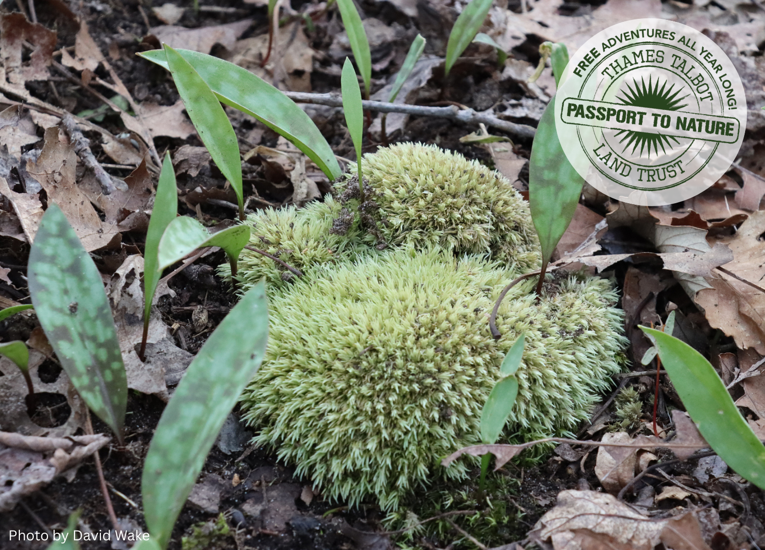 Passport to Nature: Moss and Lichen Walk 2026 Graphic