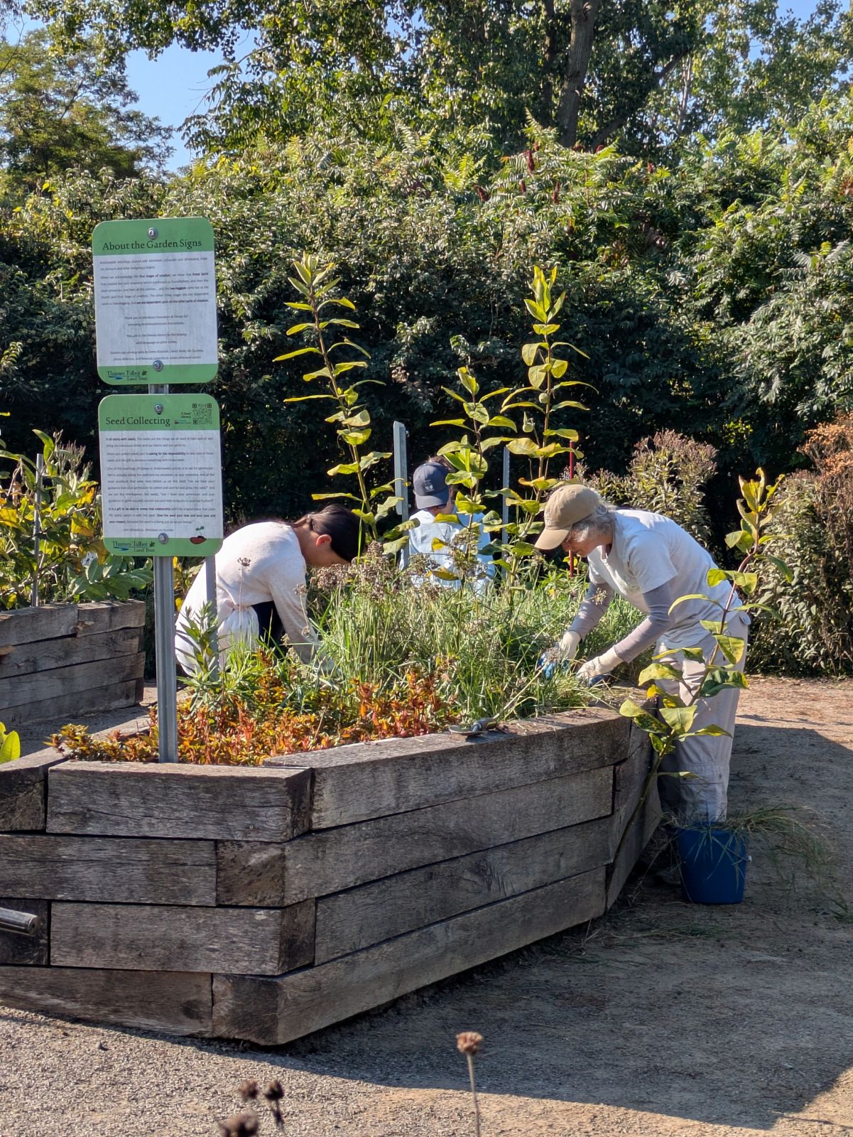 two people in light blue shirts lean over a raised garden bed of native plants from opposite sides